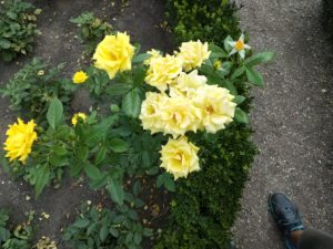 Yellow roses in the rose garden